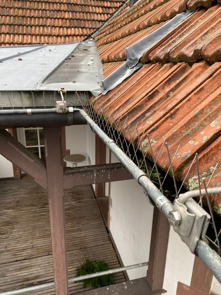 AVEX Taubenabwehr – Einsatz von Spikes