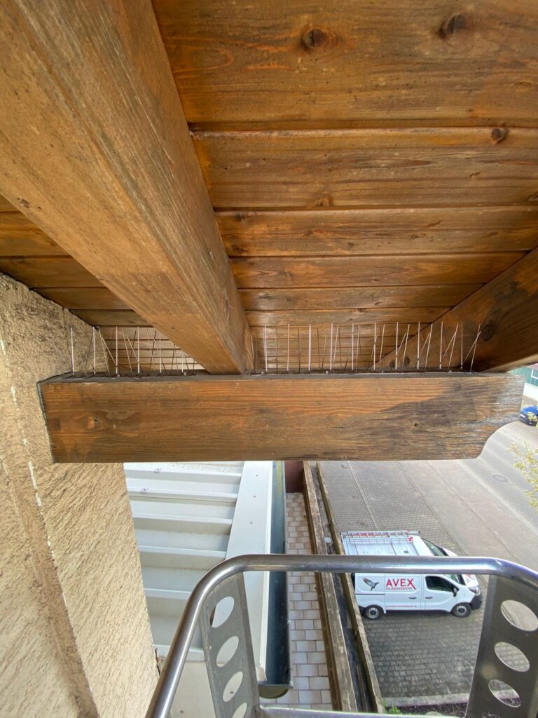 AVEX Taubenabwehr – Einsatz von Spikes