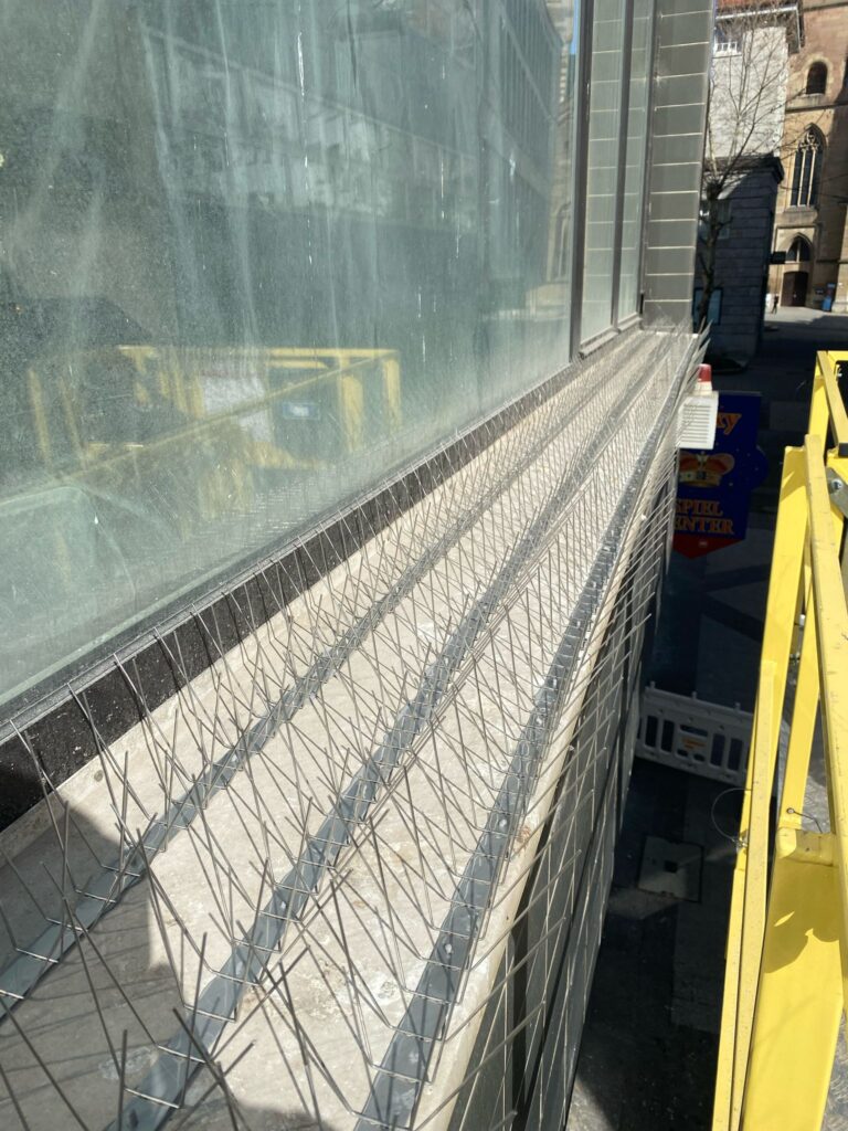 AVEX Taubenabwehr – Einsatz von Spikes